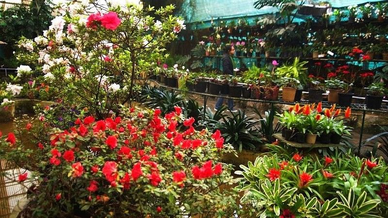 flower exhibition centre sikkim